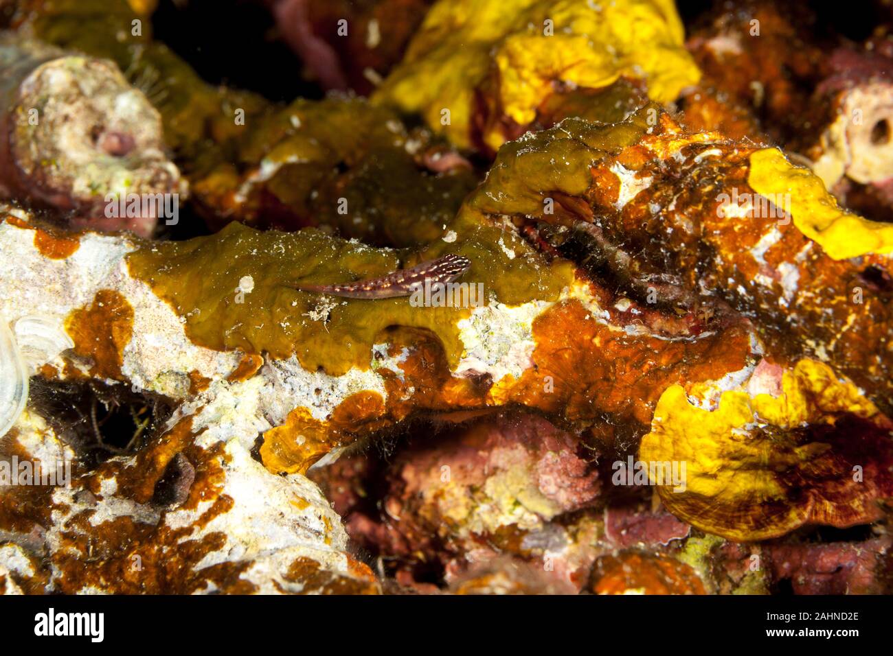 Combtooth blenny, perciform marine fish of the family Blenniidae, Ecsenius Stock Photo