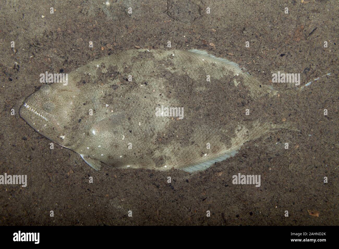 Indian halibut, Psettodes erumei Stock Photo Alamy