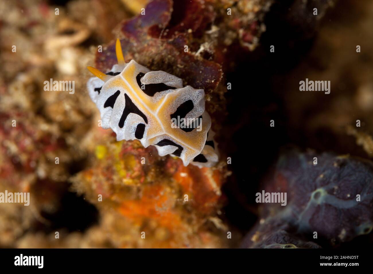 Reticulidia fungia is a species of sea slug Stock Photo