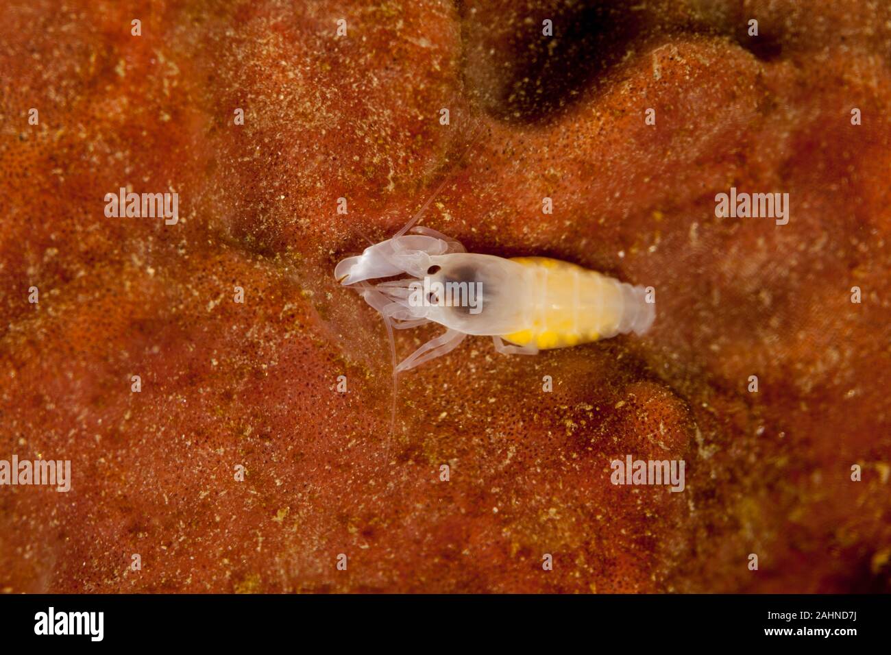 Snapping shrimp, asymmetrical claws, Alpheidae Stock Photo