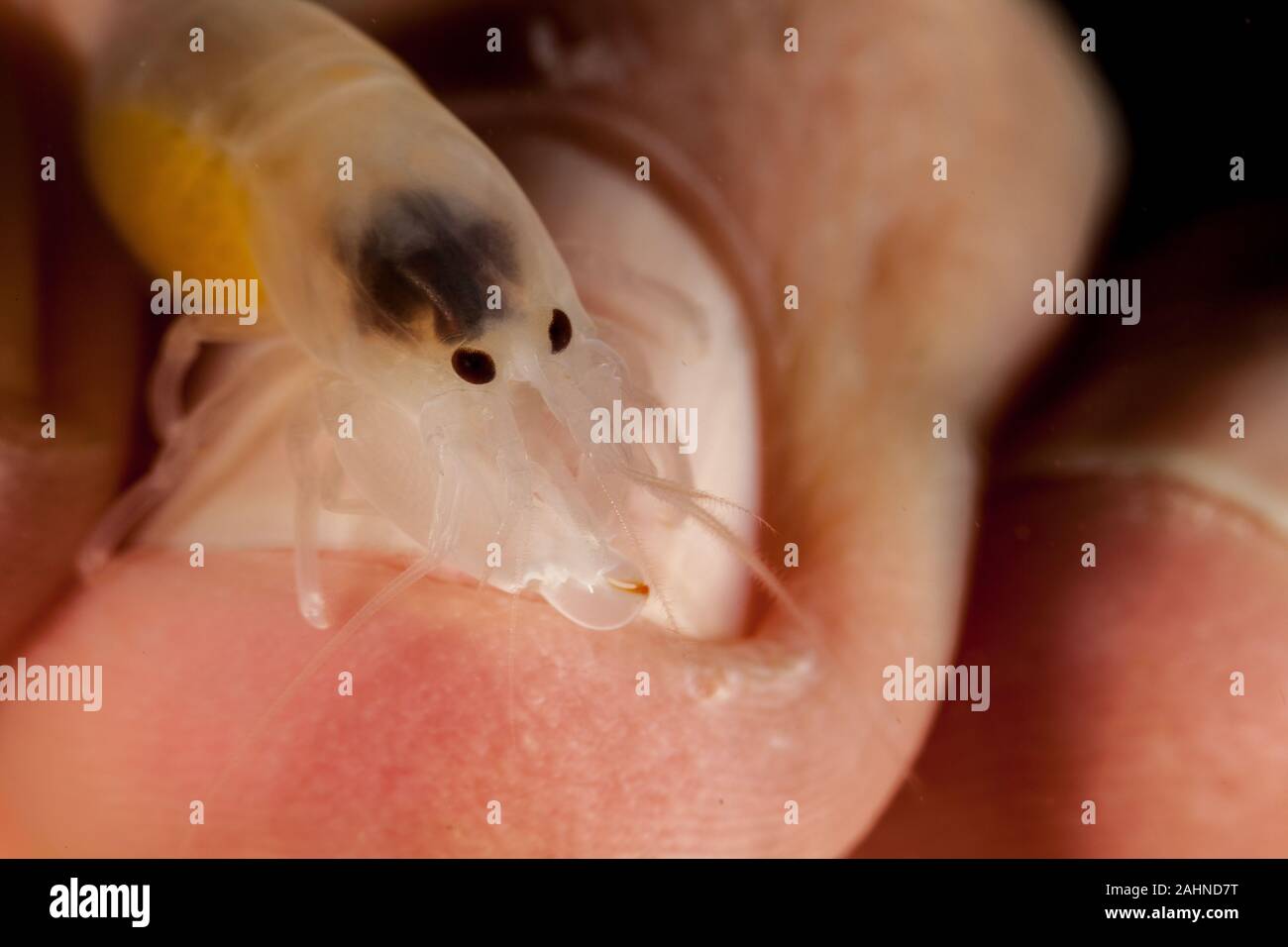 Snapping shrimp, on human finger, asymmetrical claws, Alpheidae Stock Photo