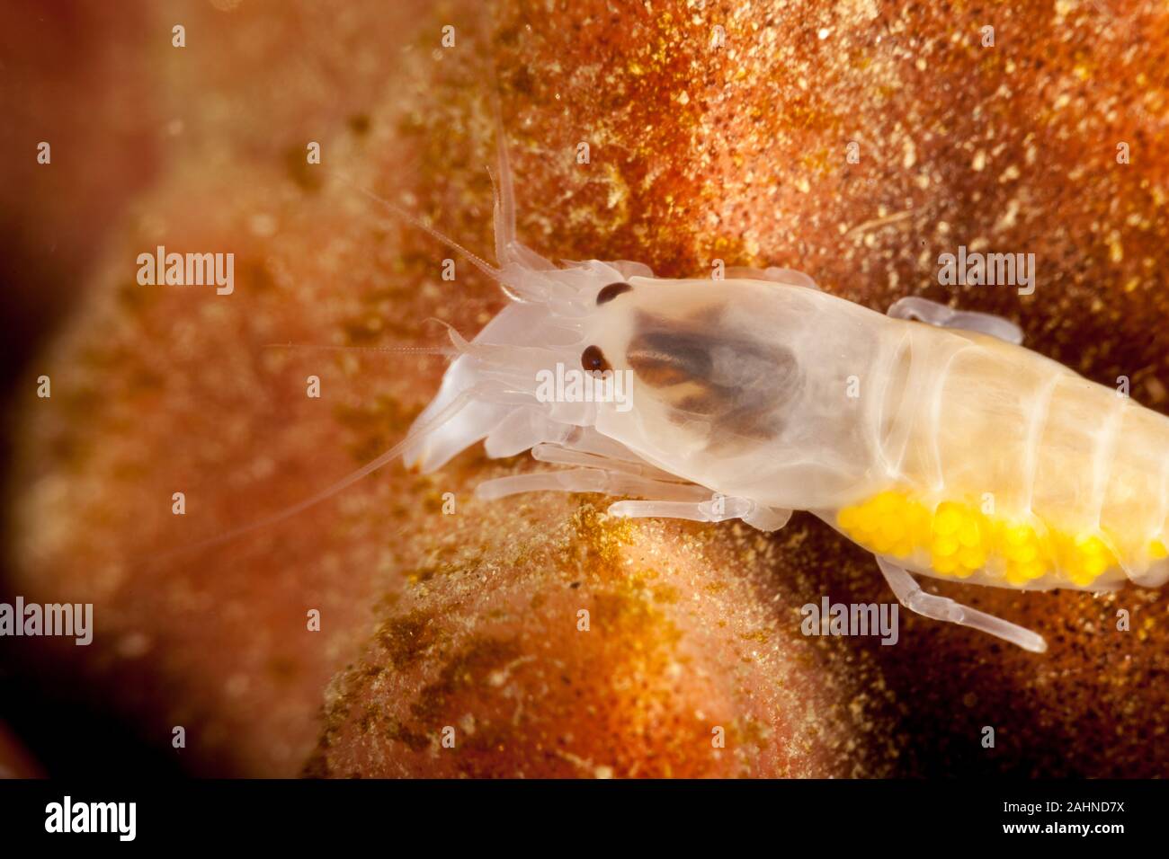 Snapping shrimp, asymmetrical claws, Alpheidae Stock Photo