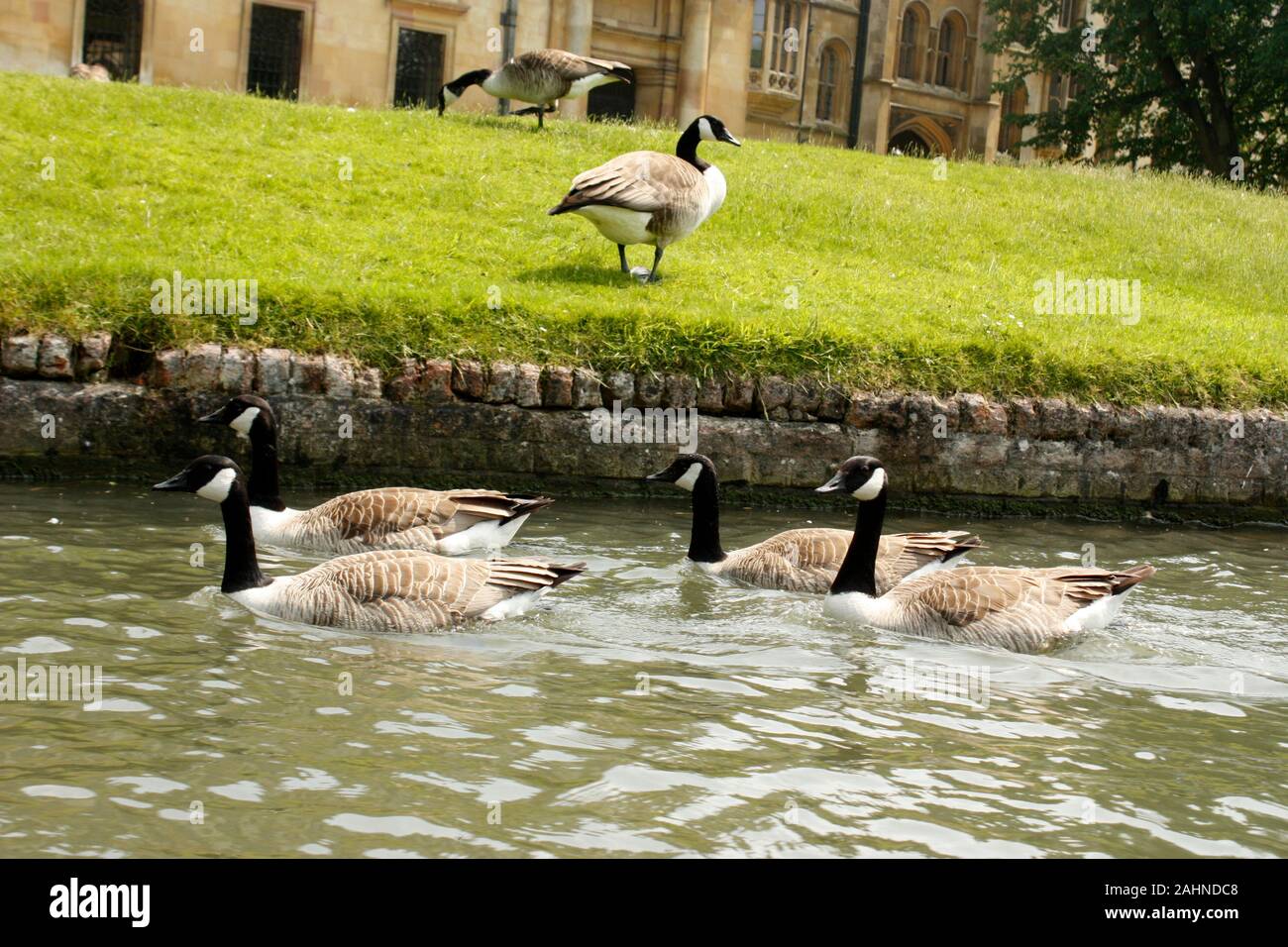 ducks in cambridge river Stock Photo