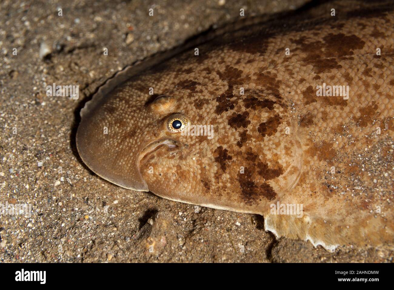 Sole is a fish belonging to several families Stock Photo Alamy