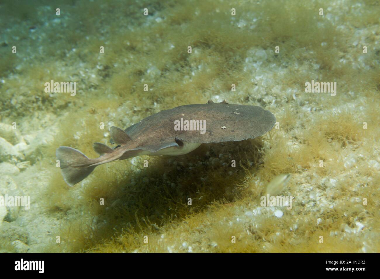 The marbled electric ray (Torpedo marmorata) is a species of electric ray in the family Torpedinidae Stock Photo