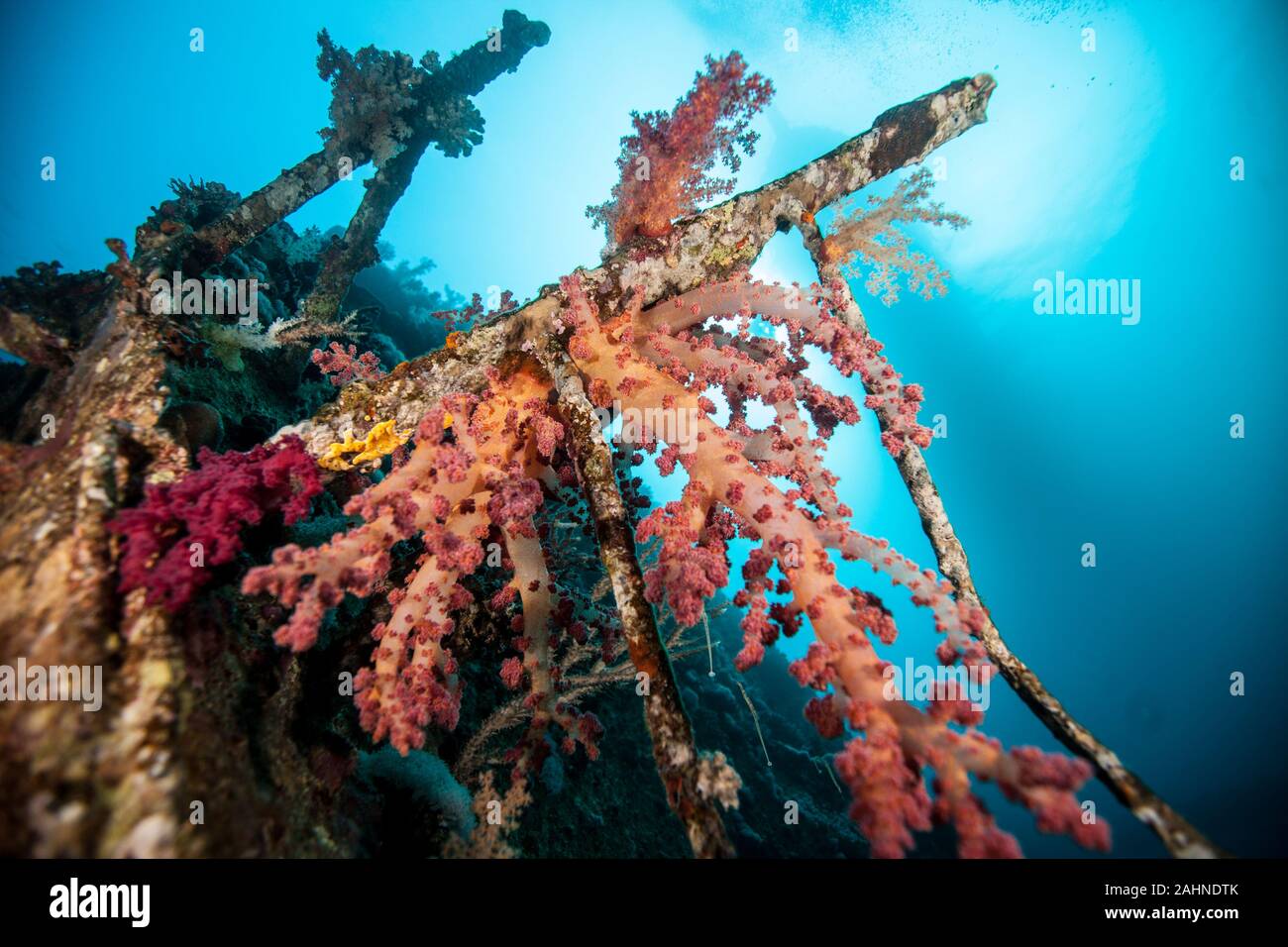 Dendronephthya hemprichi is a common soft coral found from Red Sea to Western Pacific Stock Photo