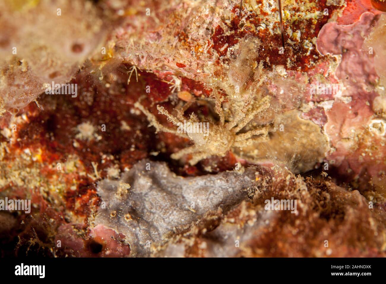 Majoidea, Spider crab Stock Photo