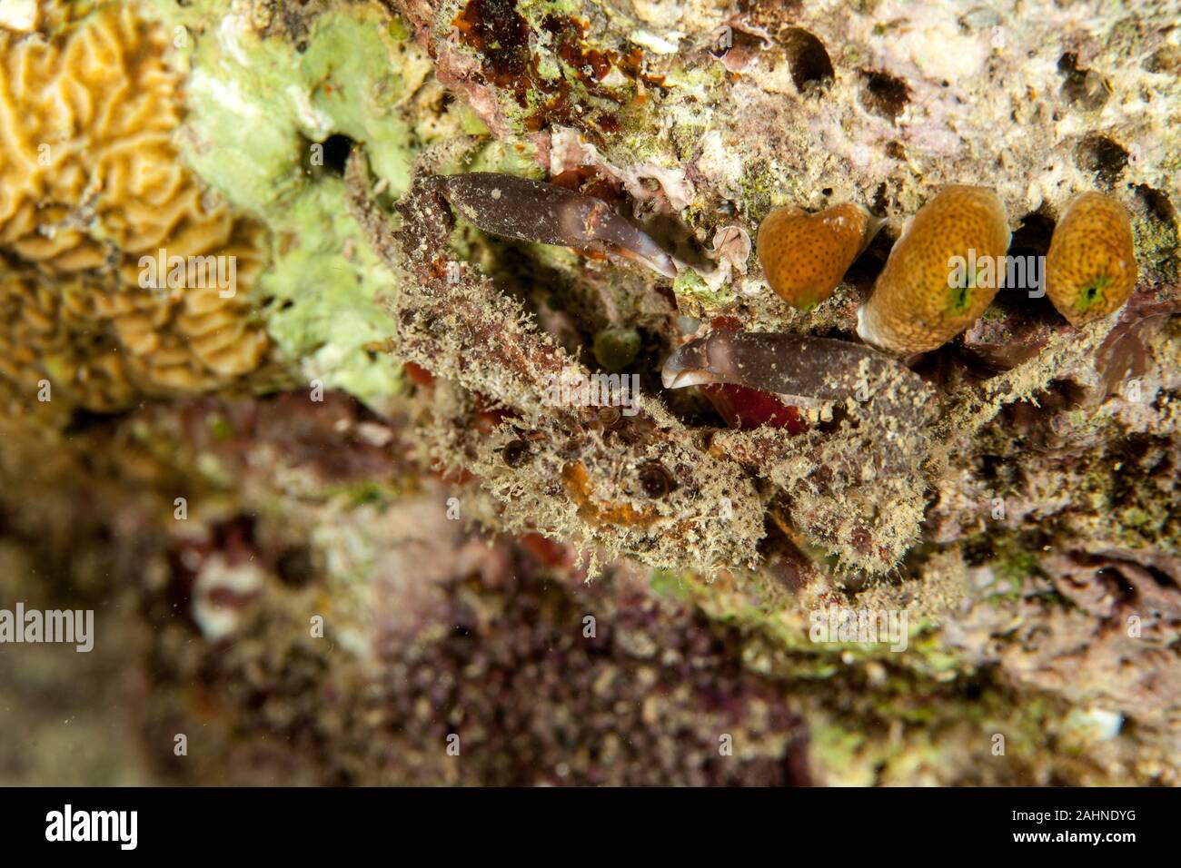 Majoidea, Spider crab Stock Photo Alamy