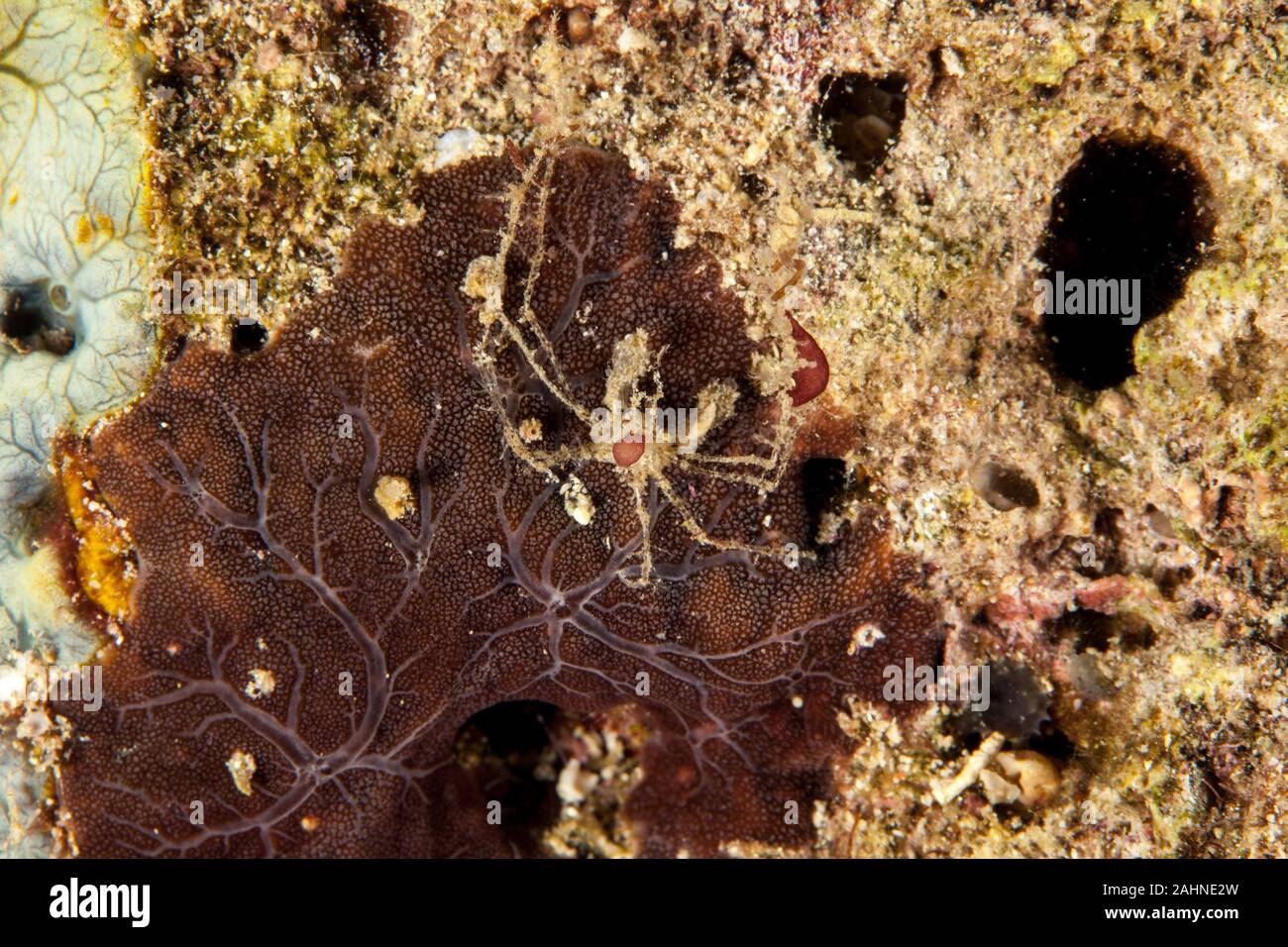 Majoidea, Spider crab Stock Photo Alamy