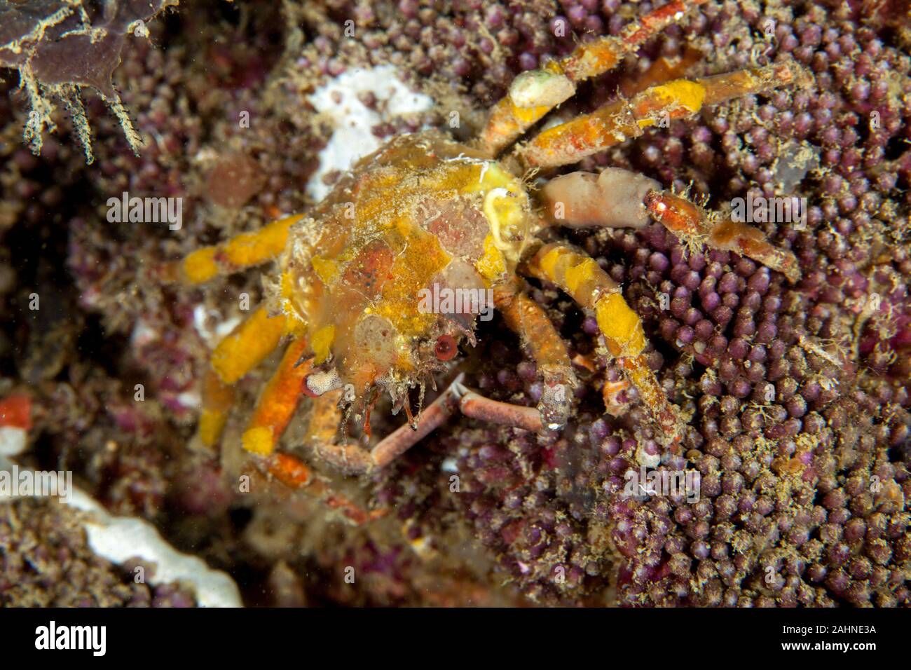 Majoidea, Spider crab Stock Photo