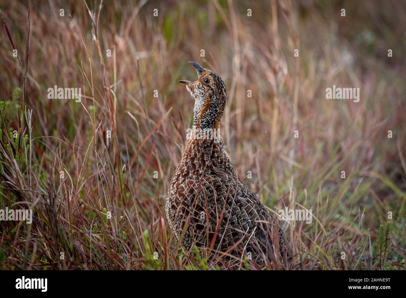 Grey-winged Francolin, a type of gamebird, calling in early morning in the Cape Point section of Table Mountain National Park, Cape Town, South Africa. Stock Photo