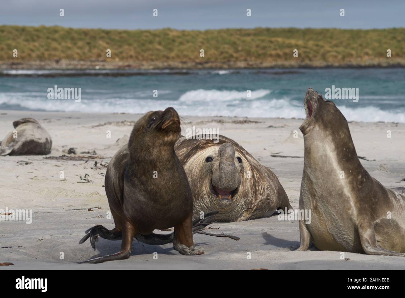 Elephant Seal Vs Sea Lion