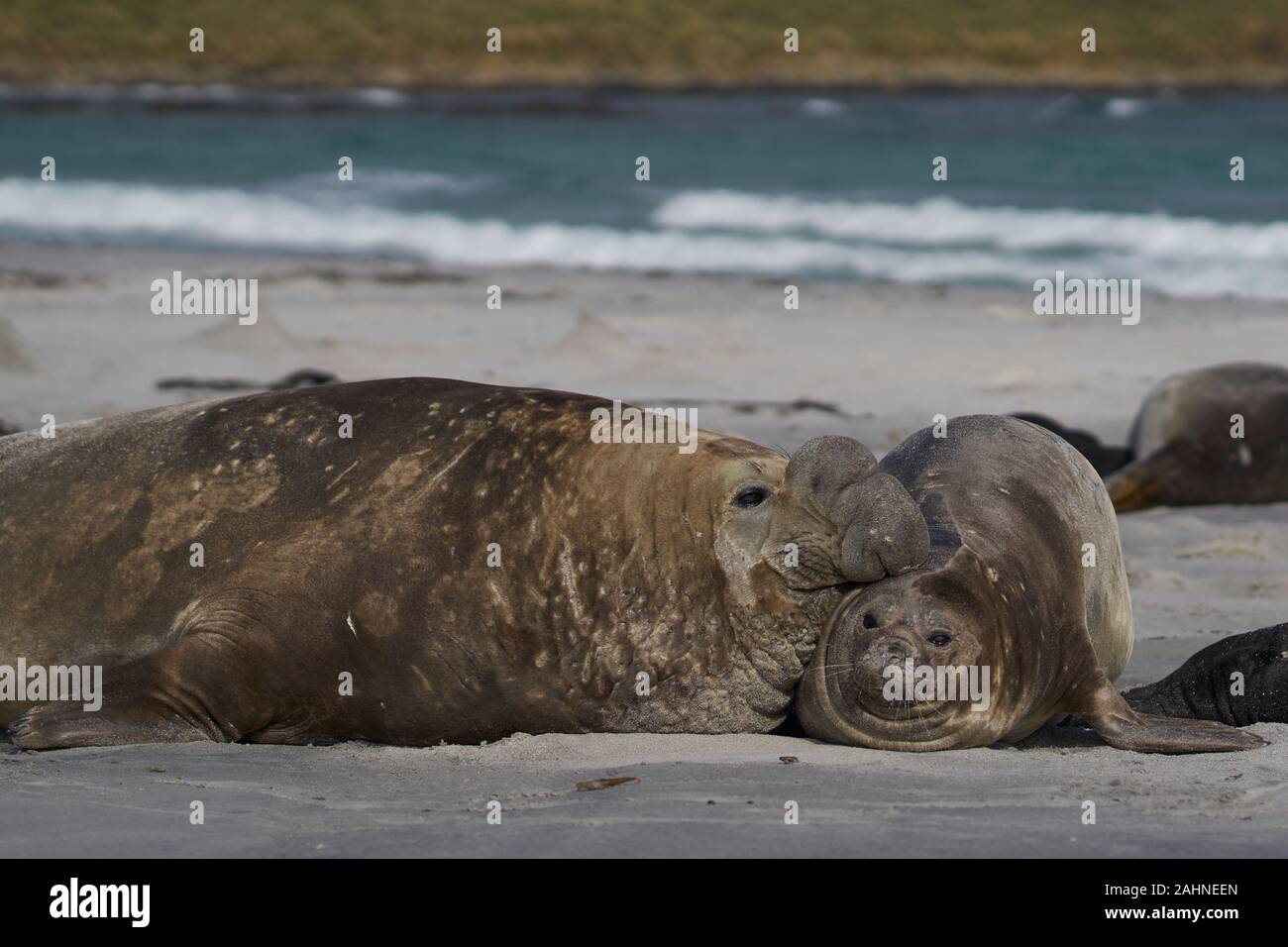 Large male Southern Elephant Seal (Mirounga leonina) checks if a female is ready to mate on Sea Lion Island in the Falkland Islands. Stock Photo