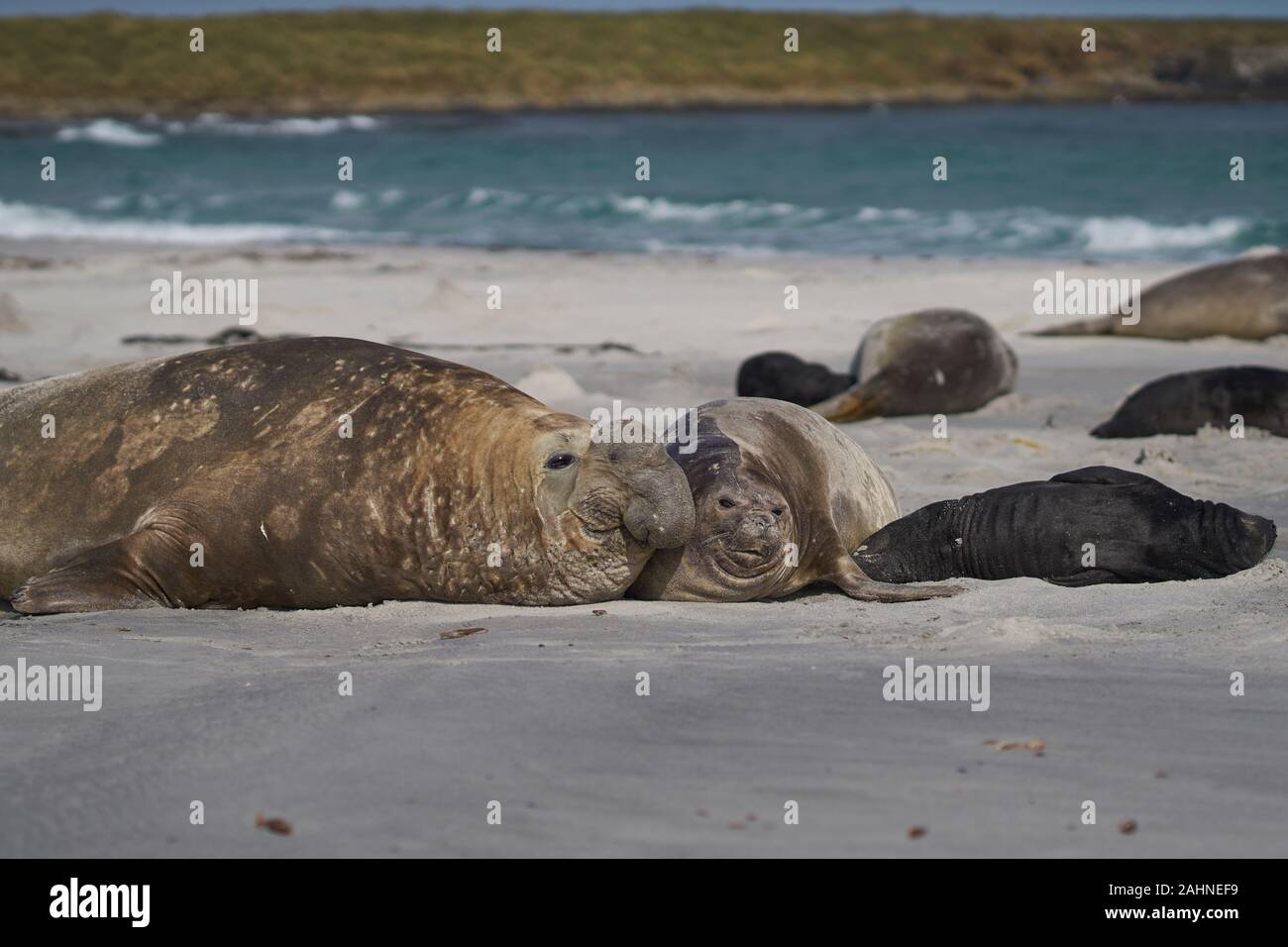 Large male Southern Elephant Seal (Mirounga leonina) checks if a female is ready to mate on Sea Lion Island in the Falkland Islands. Stock Photo