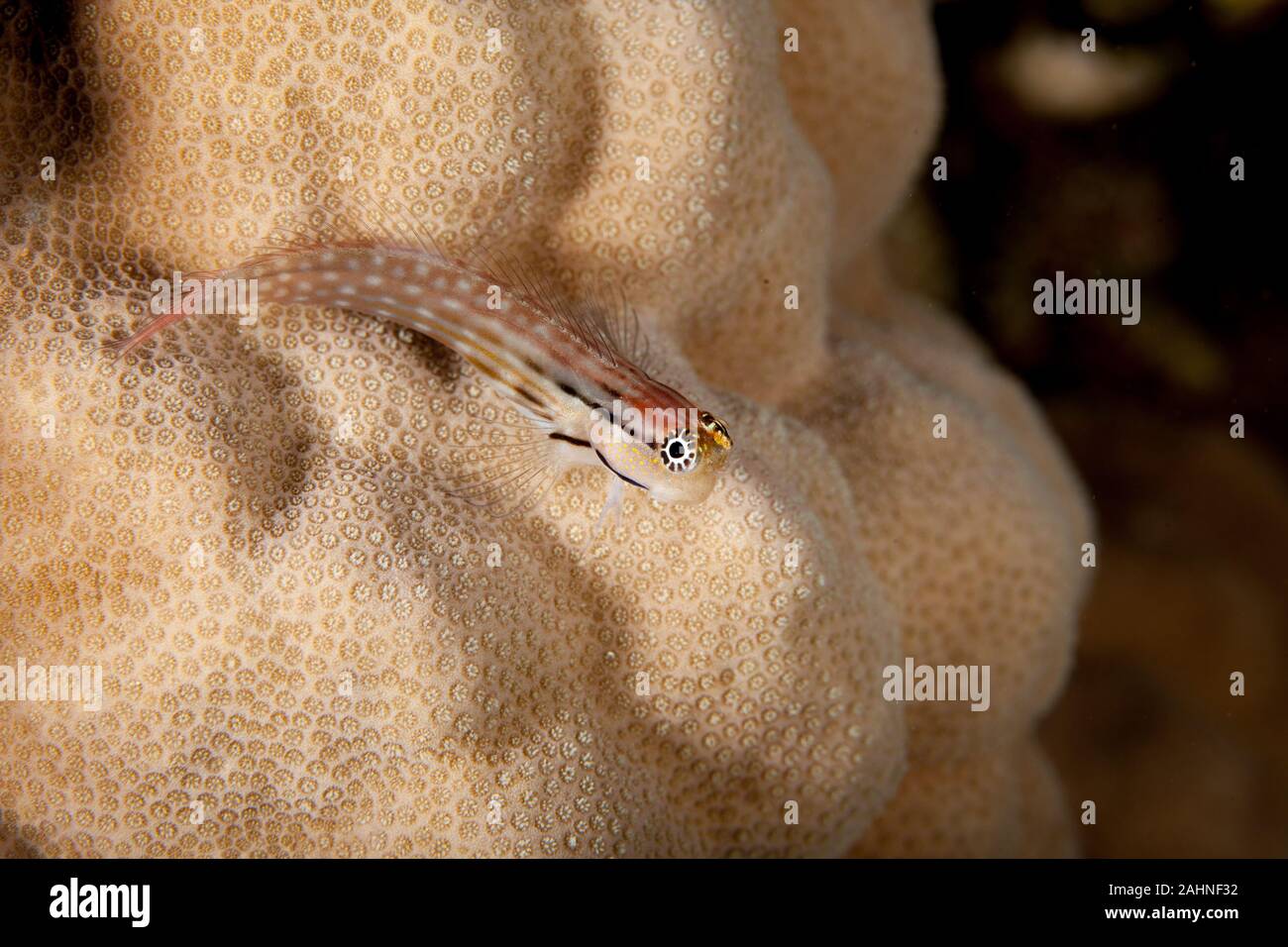 Combtooth blenny, perciform marine fish of the family Blenniidae, Ecsenius Stock Photo