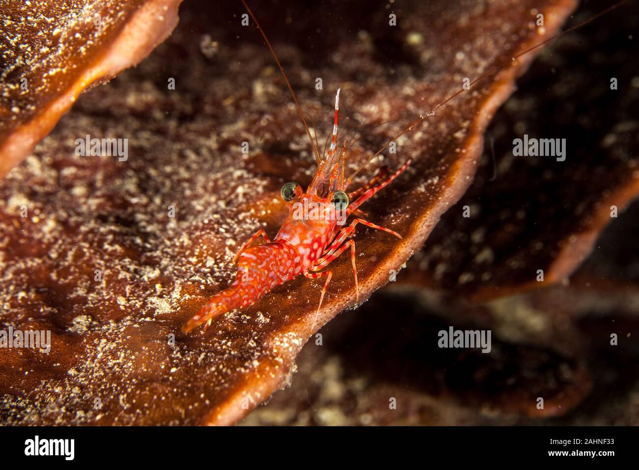 Reef shrimp at night, Cinetorhynchus sp. Stock Photo