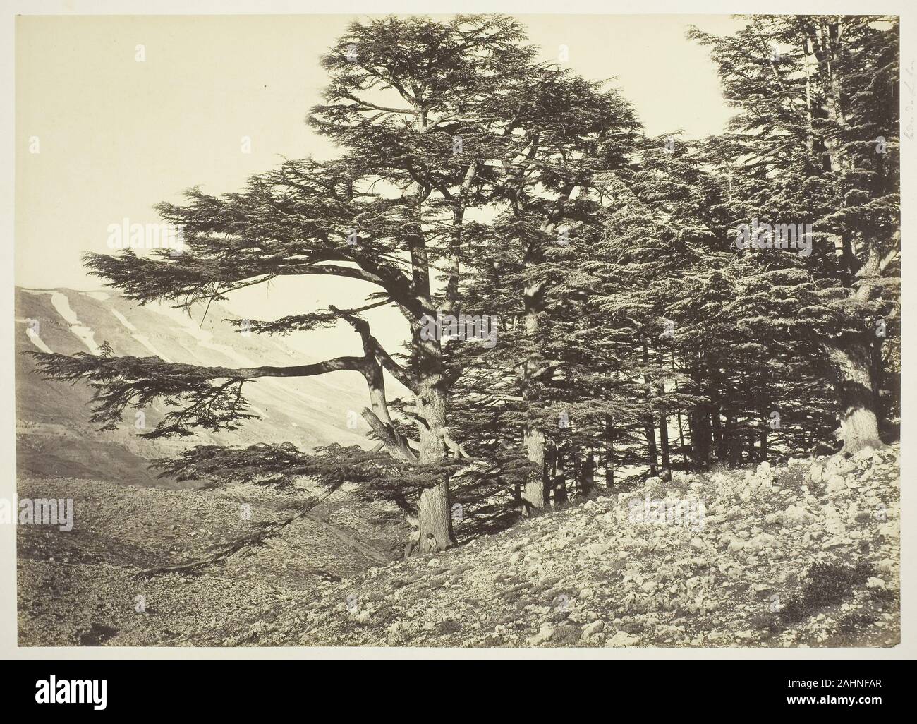 Félix Bonfils. Cedars of Lebanon. 1865–1875. France. Albumen print Stock Photo
