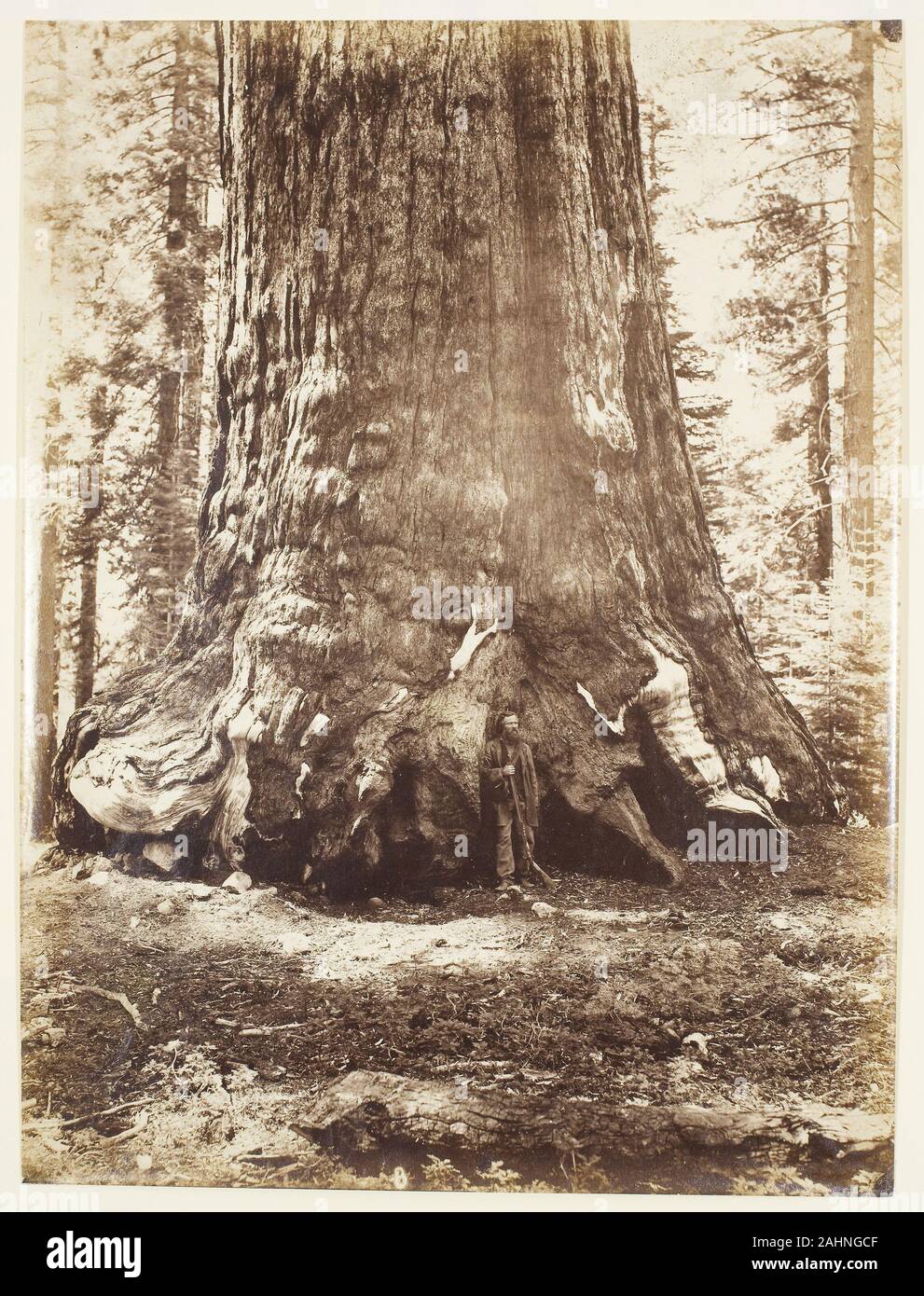 Carleton Watkins. Section of the Grizzly Giant with Galen Clark, Mariposa Grove, Yosemite. 1865–1866. United States. Albumen print Stock Photo