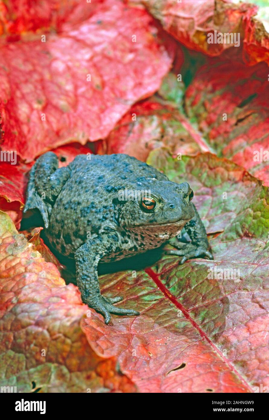 COMMON TOAD  Bufo bufo on red Dock leaves Stock Photo