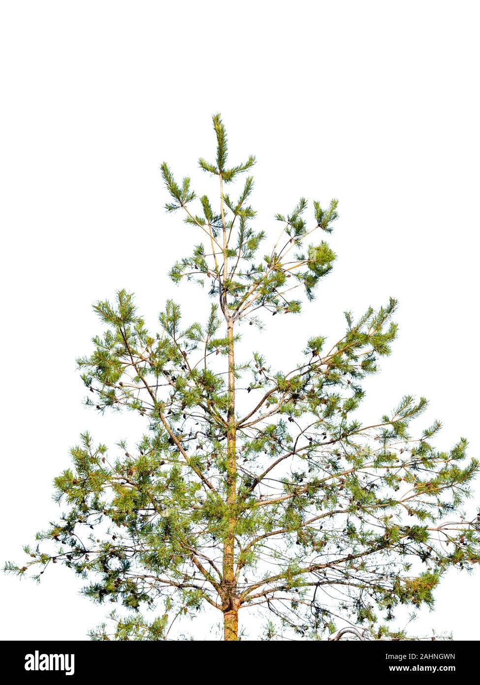 Pine tree isolated on white background Stock Photo
