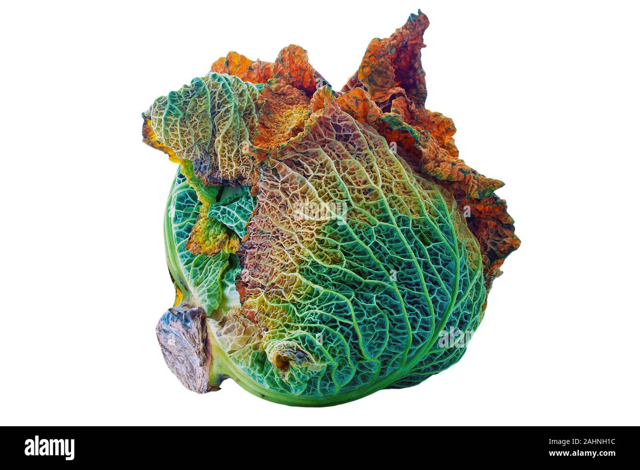 Rotting cabbage on an isolated white background with a clipping path Stock Photo