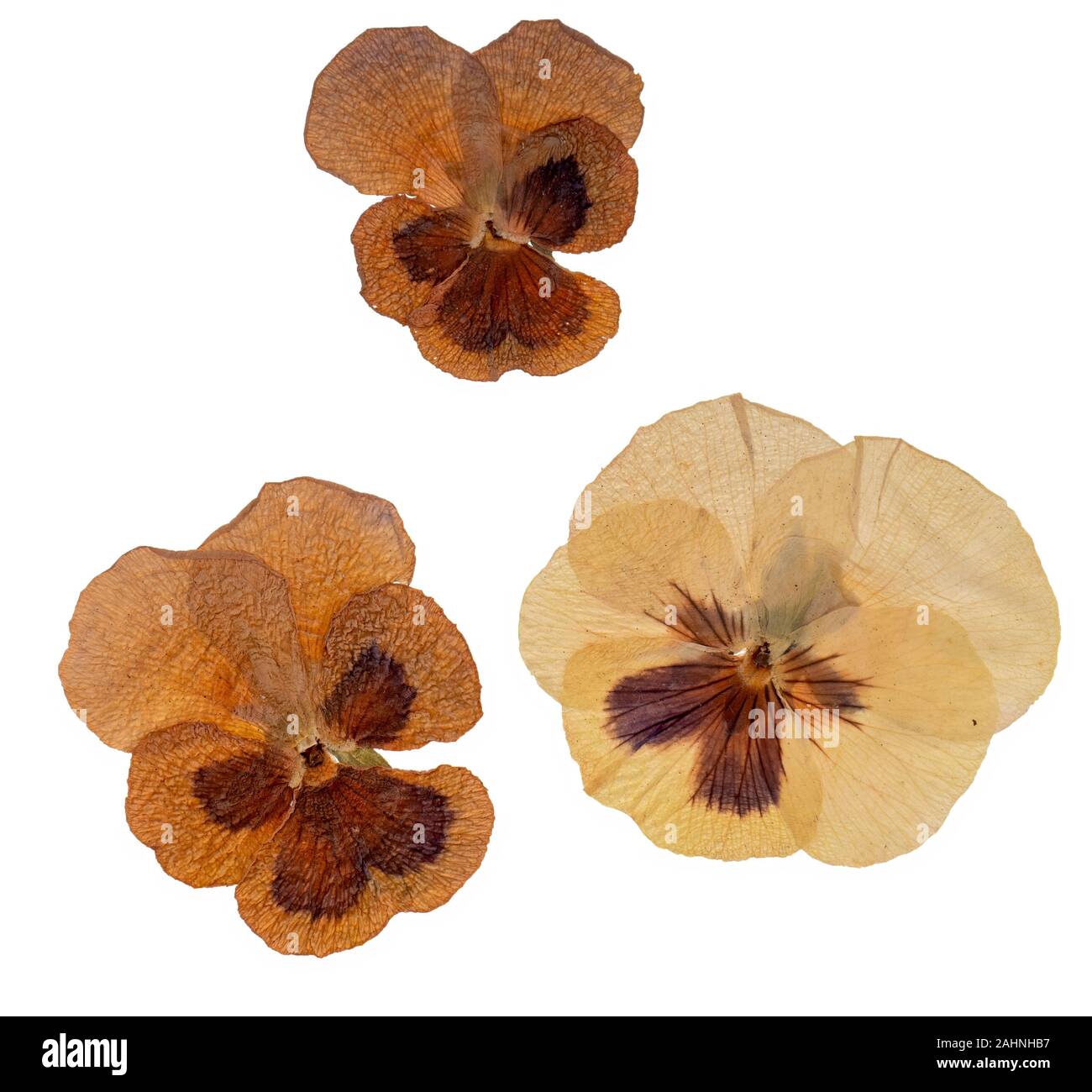 Genuine old pressed pansy flowers isolated on white background. Stock Photo