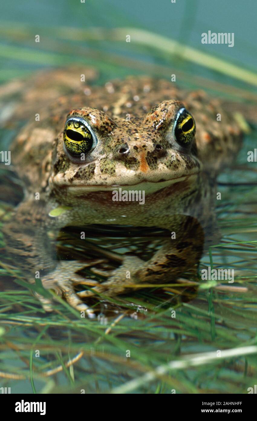 NATTERJACK TOAD  Epidalea (Bufo) calamita. Male on the water surface, facing front showing detail of the eyes. Stock Photo