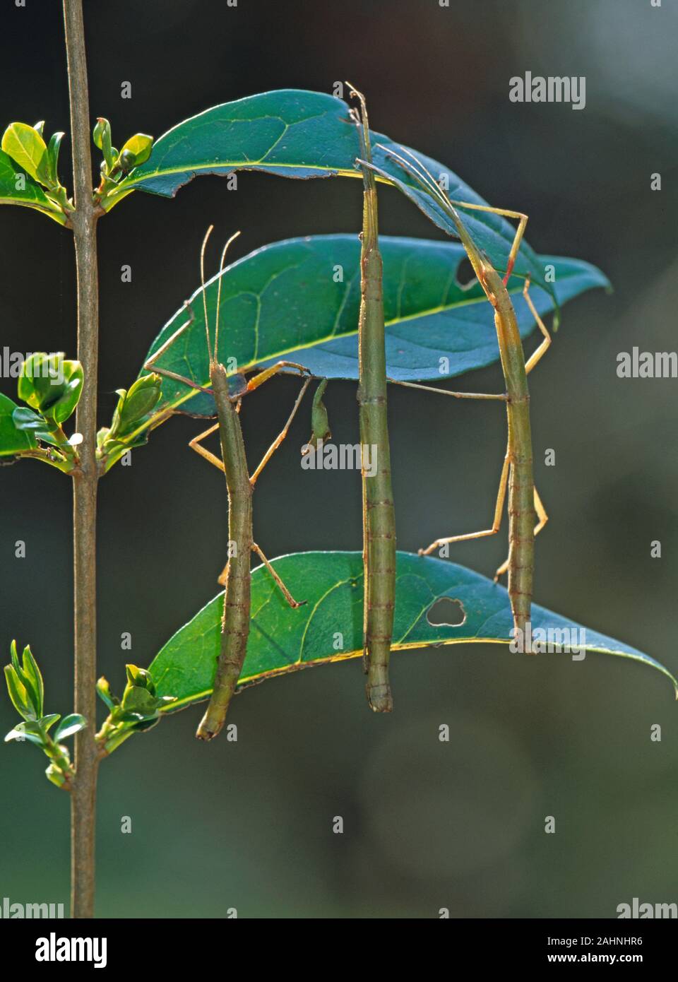 INDIAN STICK INSECTS (Carausius morosus).  Three individuals on Privet twig food plant. Parthenogenetic. Body shape mimic food plants stems. Nocturnal Stock Photo