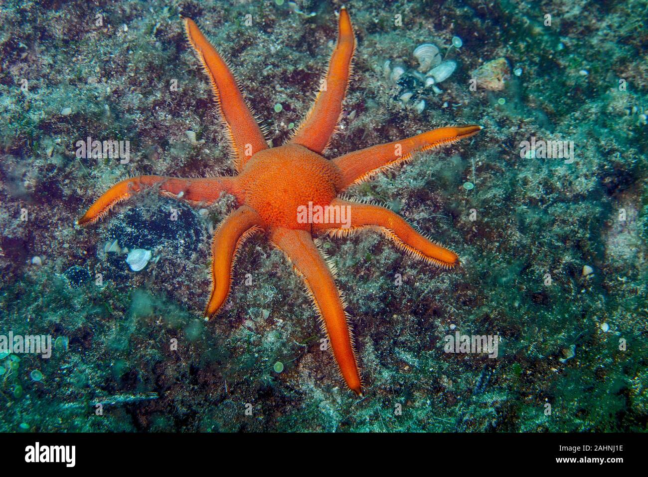 Starfish or sea stars are star-shaped echinoderms belonging to the ...