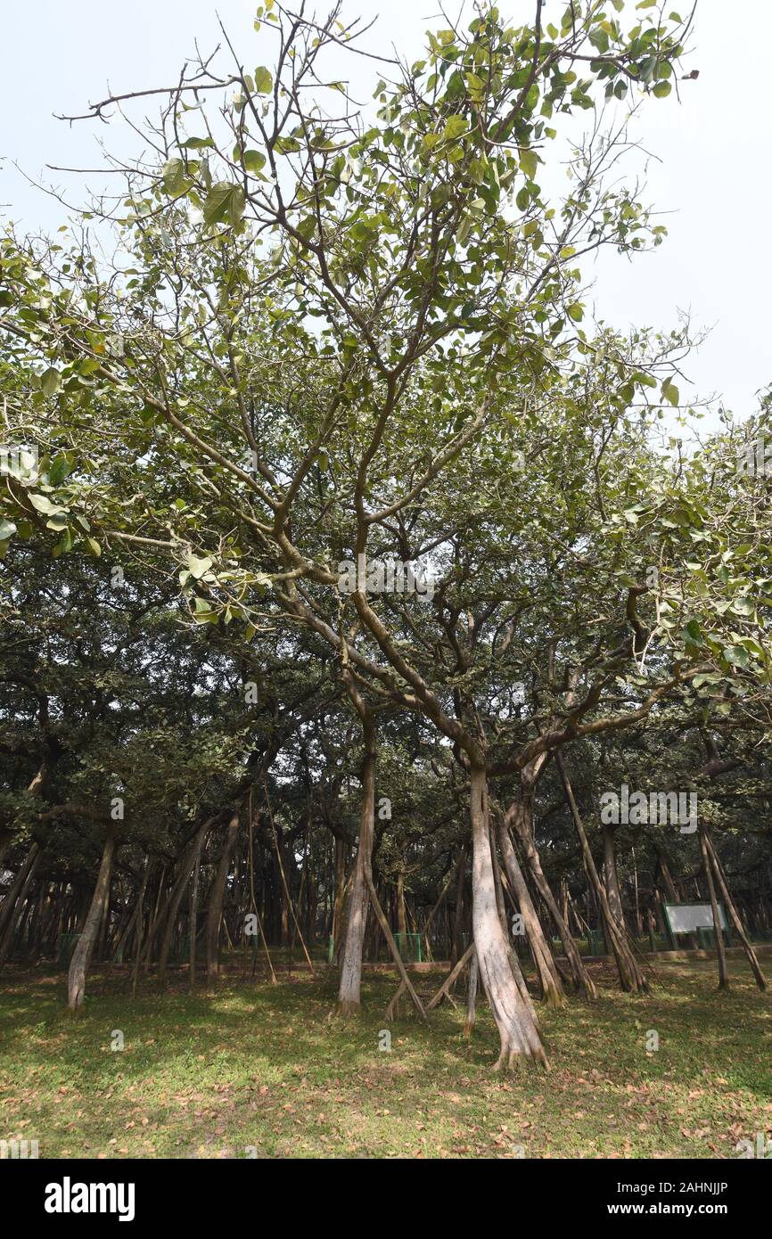 The Great Banyan (Ficus benghalensis) tree at the AJC Bose Indian ...