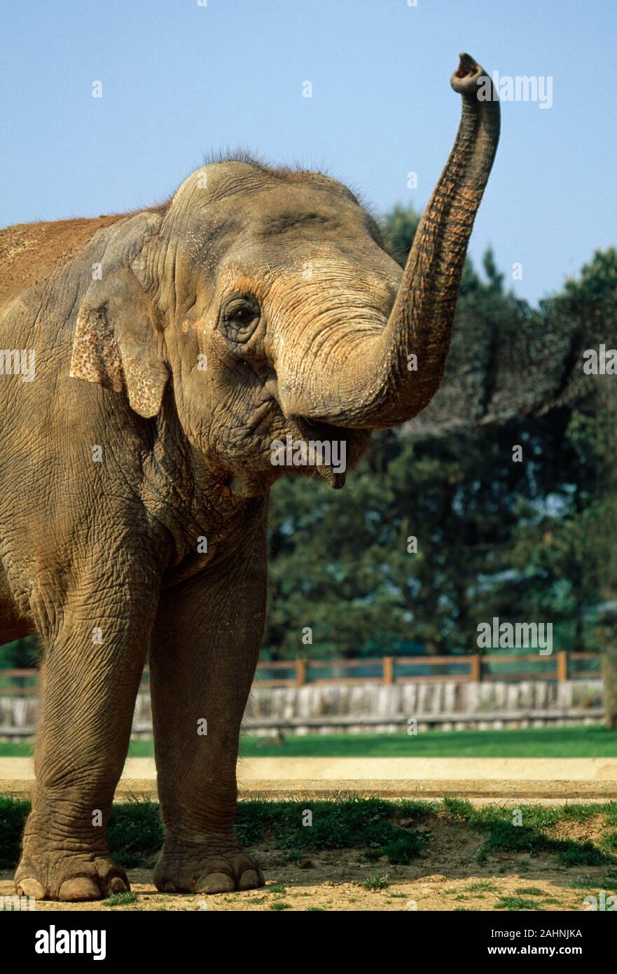 ASIAN ELEPHANT  female, close-up (Elephas maximus),  showing species-specific trunk tip  & small ears  Captive animal, waving aloft a raised trunk. Stock Photo