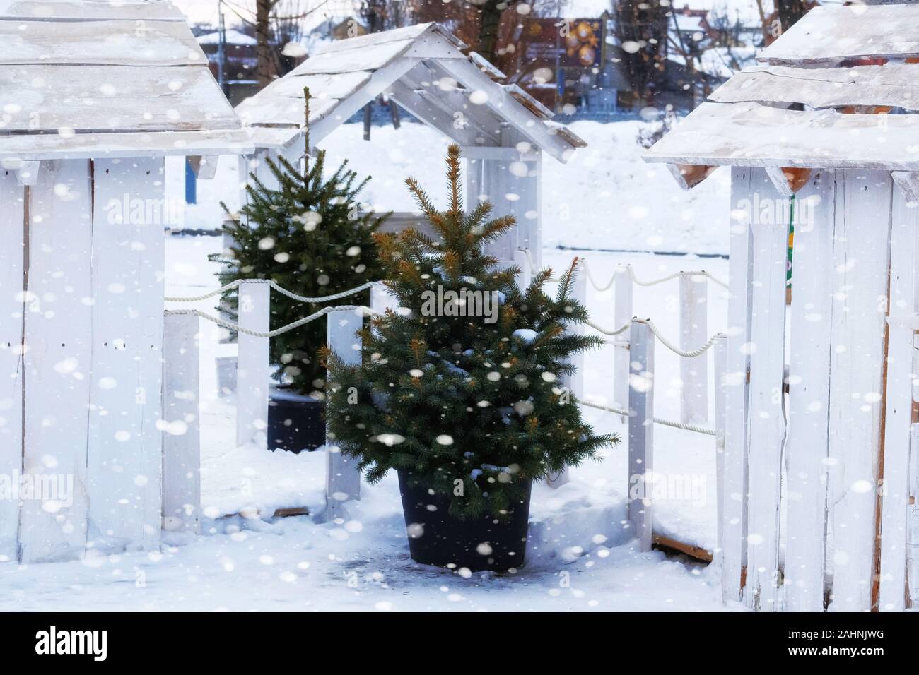 Christmas trees in pot in markets, fair. Christmas trees are sold in the market before the New Year holidays. Snowy weather. Stock Photo