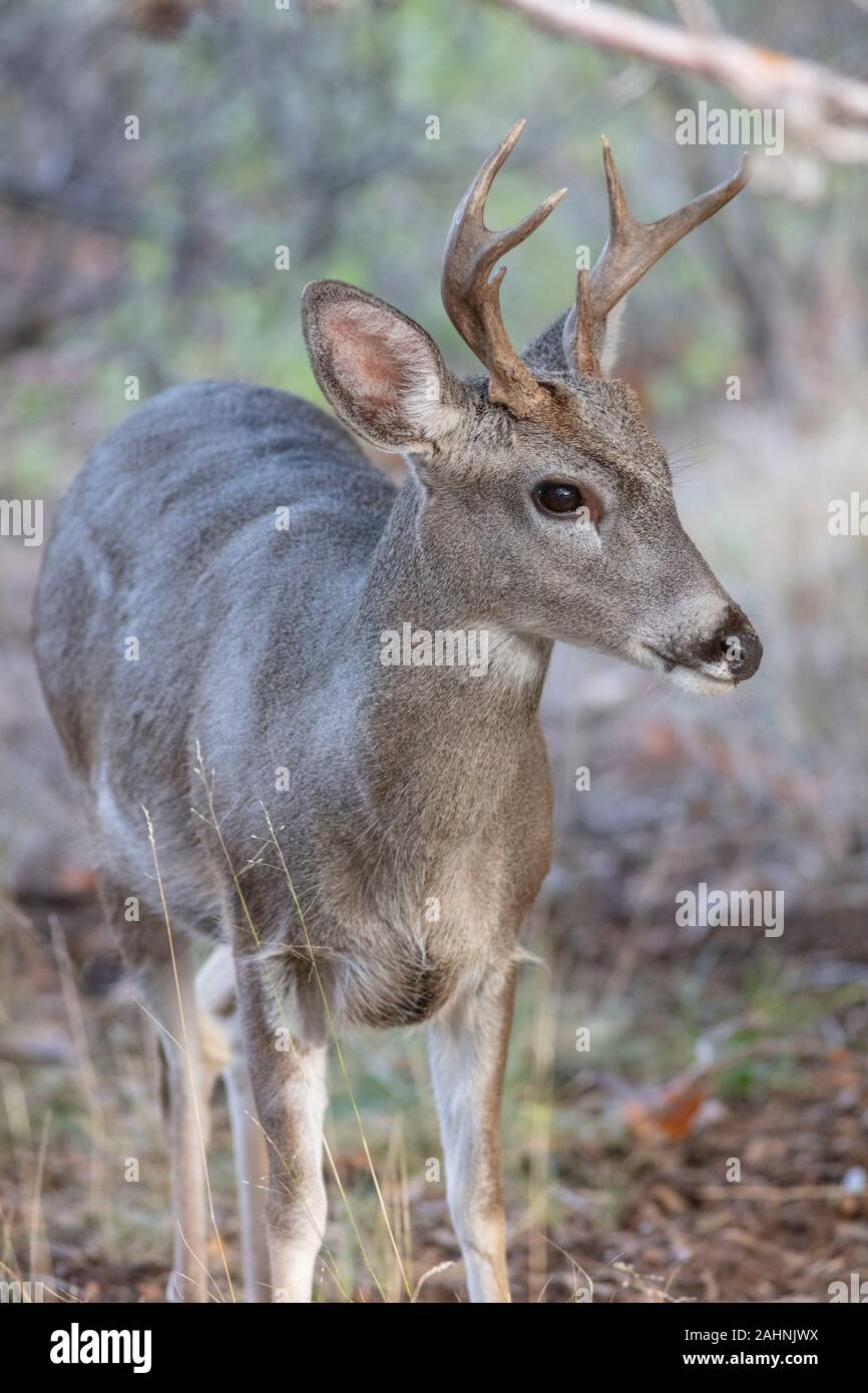 Coues' White-tailed deer or  Arizona White-tailed deer Odocoileus virginianus couesi Stock Photo