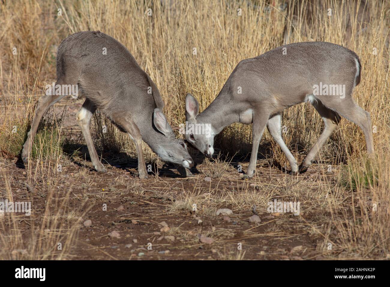 Coues' White-tailed deer or Arizona White-tailed deer Rutting Odocoileus virginianus couesi Stock Photo