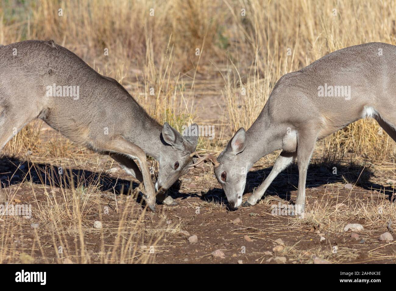 Coues' White-tailed deer or Arizona White-tailed deer Rutting Odocoileus virginianus couesi Stock Photo