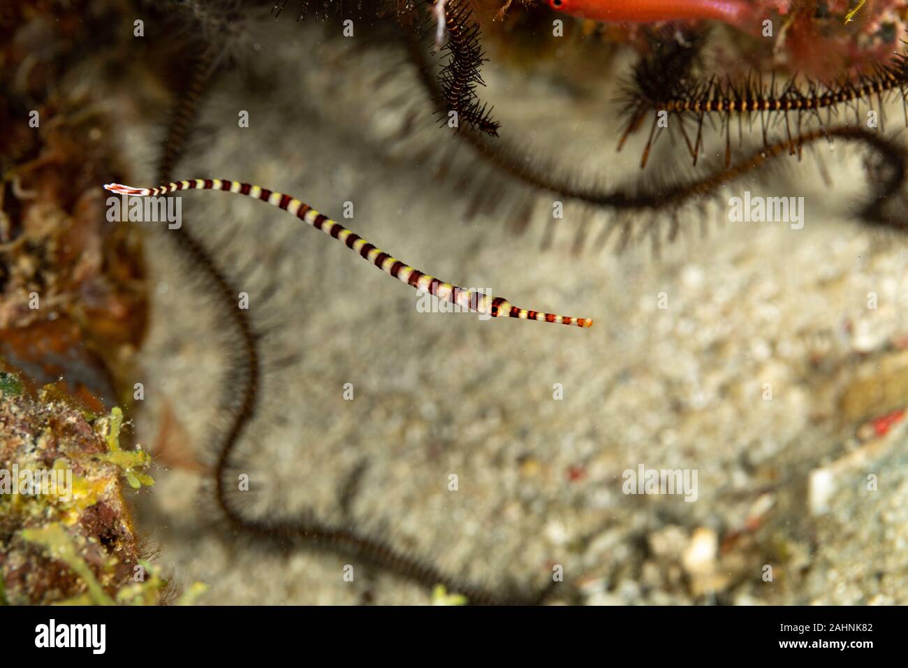 Yellowbanded pipefish, Dunckerocampus pessuliferus, is a species of marine fish of the family Syngnathidae Stock Photo