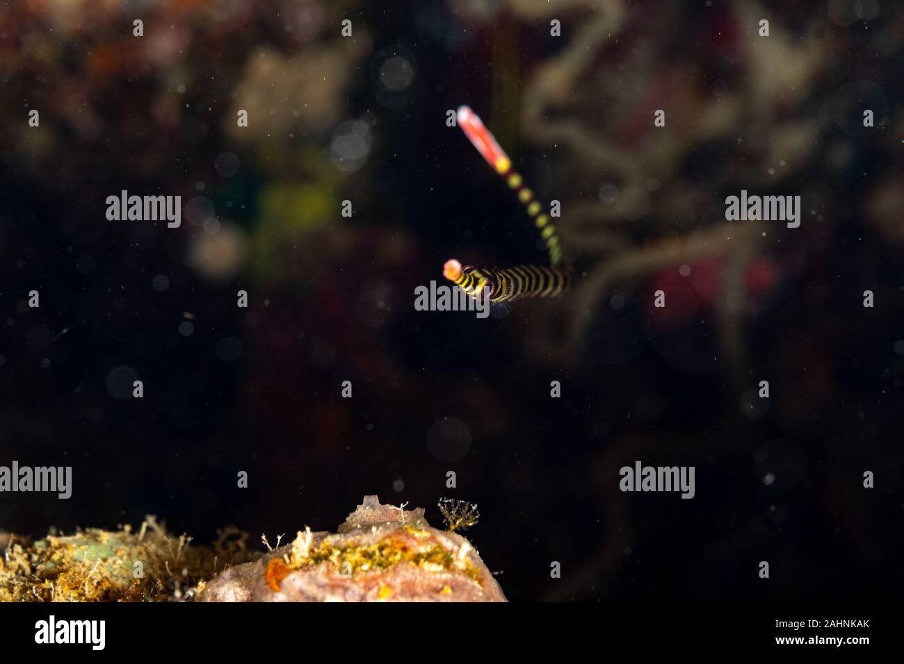 Yellowbanded pipefish, Dunckerocampus pessuliferus, is a species of marine fish of the family Syngnathidae Stock Photo