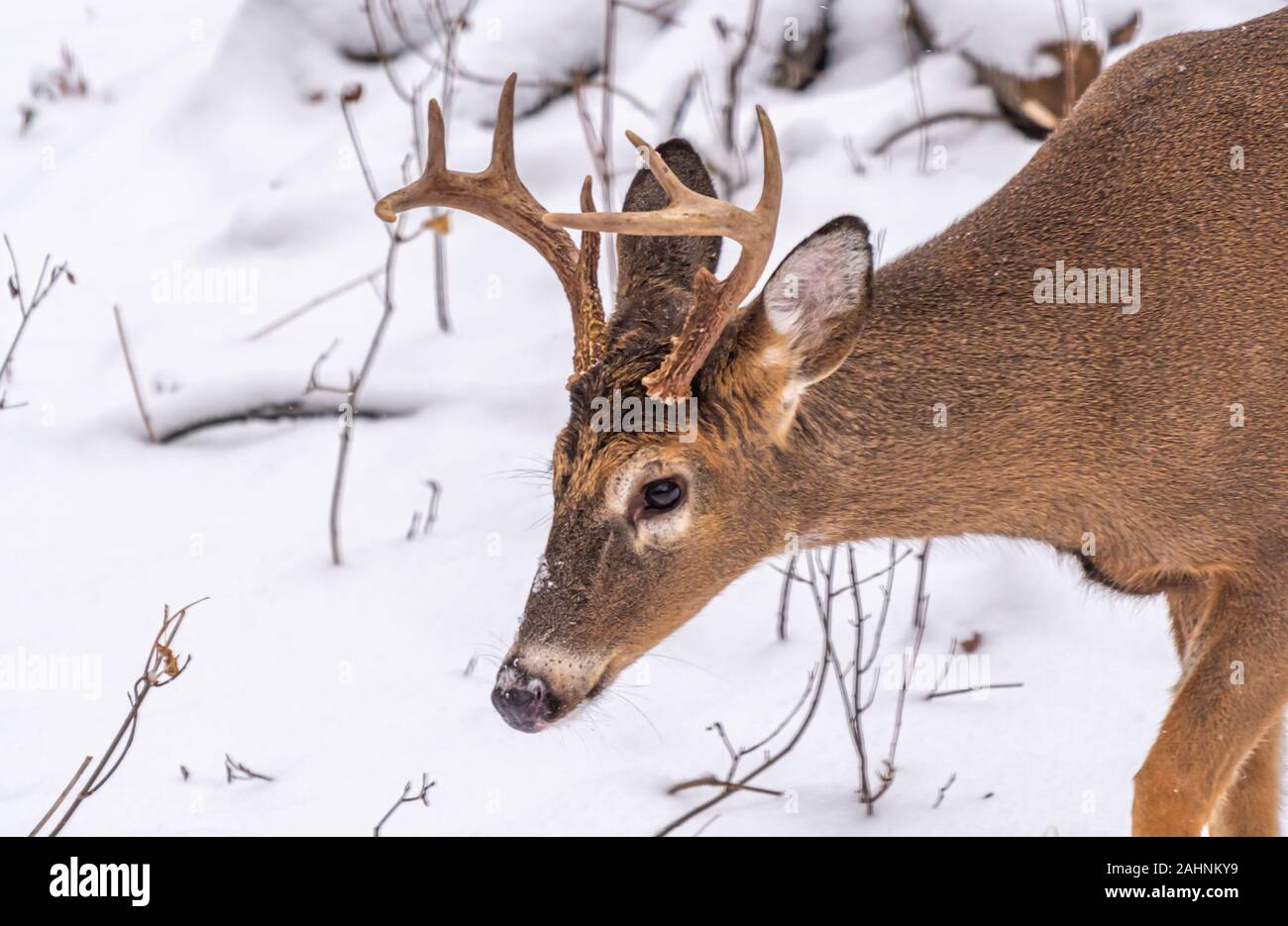 A closeup portrait of a white-tailed deer (Odocoileus virginianus) buck with large antlers walking on snow. Stock Photo