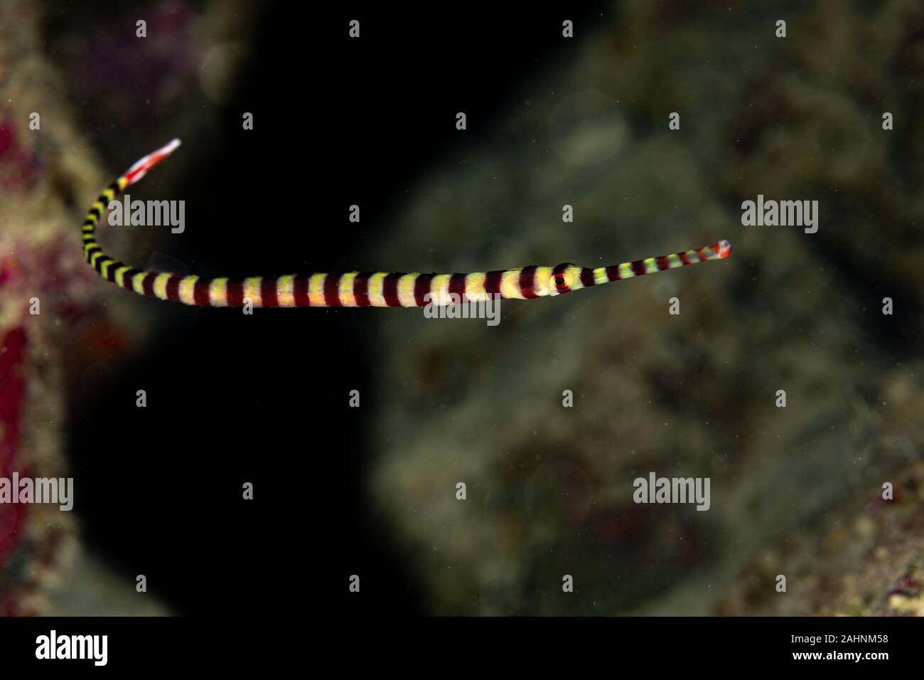 Yellowbanded pipefish, Dunckerocampus pessuliferus, is a species of marine fish of the family Syngnathidae Stock Photo