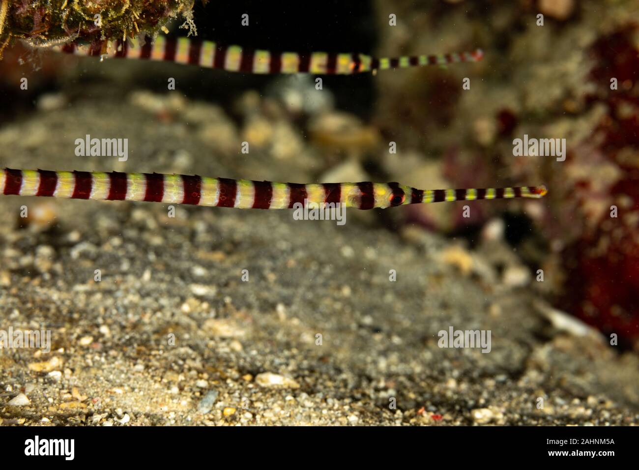 Yellowbanded pipefish, Dunckerocampus pessuliferus, is a species of marine fish of the family Syngnathidae Stock Photo