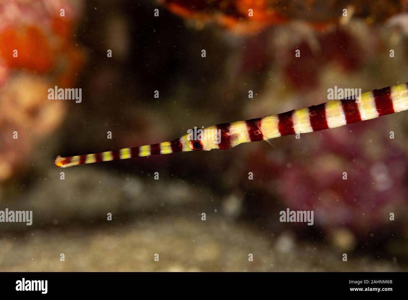 Yellowbanded pipefish, Dunckerocampus pessuliferus, is a species of marine fish of the family Syngnathidae Stock Photo