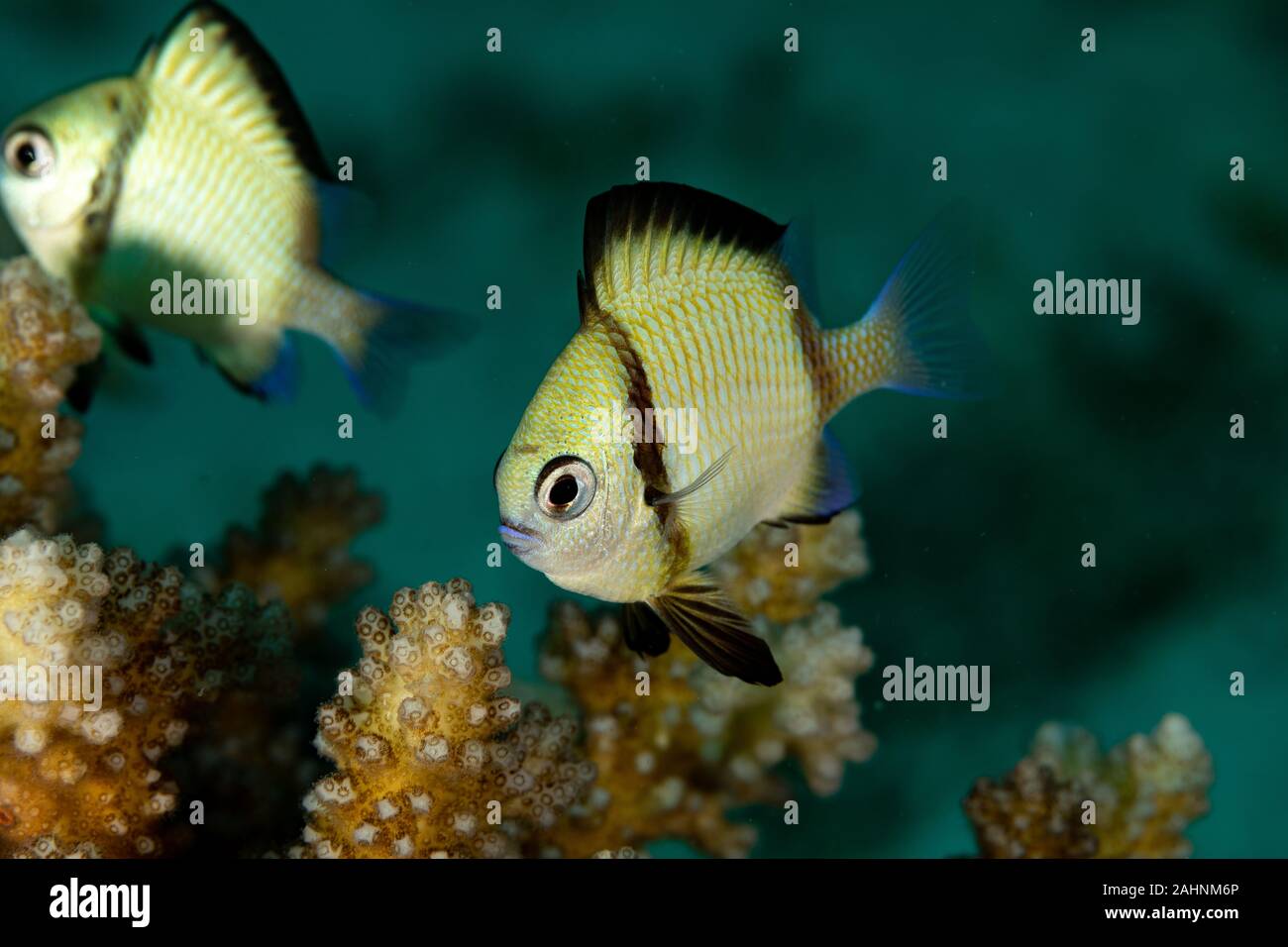 Two-stripe damselfish, reticulate dascyllus, Dascyllus reticulatus, among other vernacular names, is a species of marine fish in the family Pomacentri Stock Photo