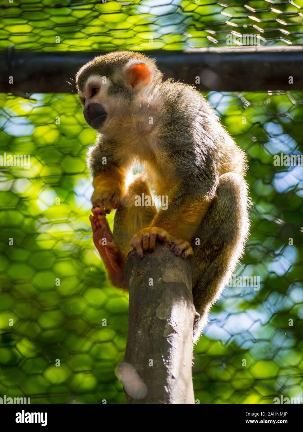 Squirrel Monkey on Branch in Cage, Zoo Animal, Outdoor Enclosure, Sunlight and Trees Stock Photo