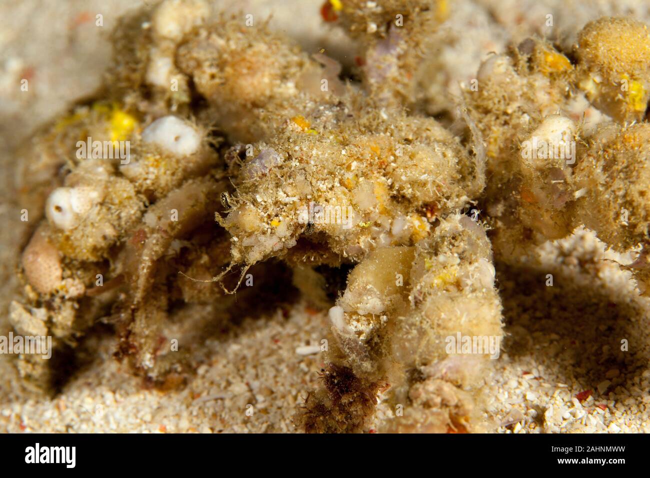Camposcia retusa, known commonly as the spider decorator crab Stock Photo