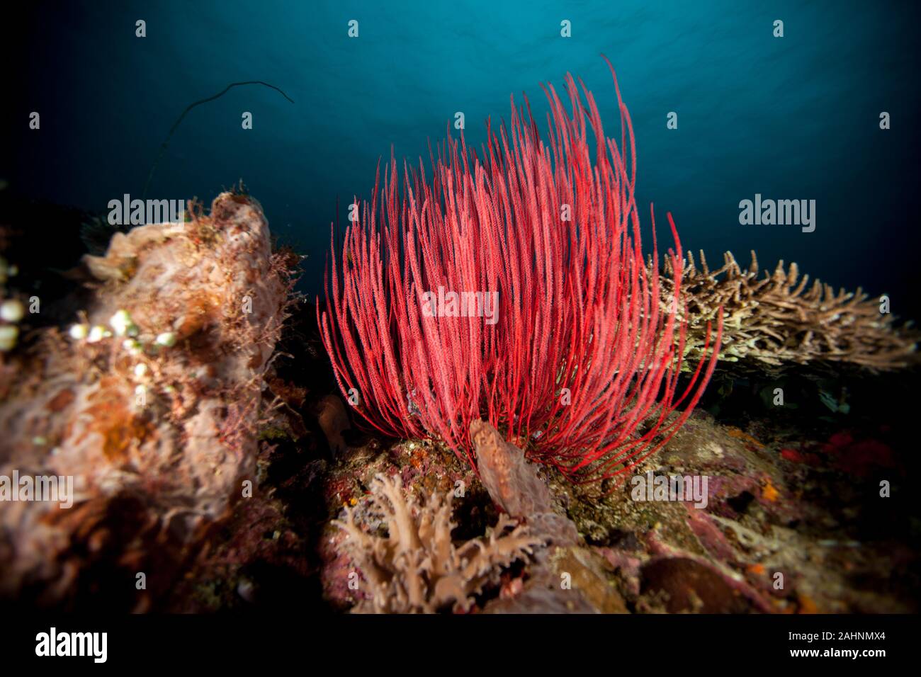 red Coral at a reef Stock Photo