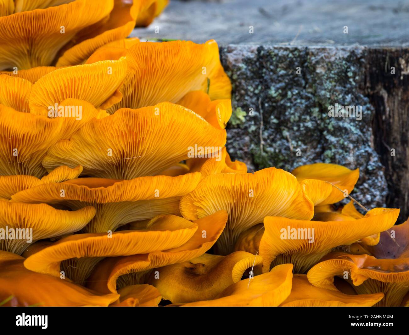 The Jack O Lantern Mushroom High Resolution Stock Photography And Images Alamy The Jack O Lantern Mushroom High Resolution Stock Photography And Images Alamy
