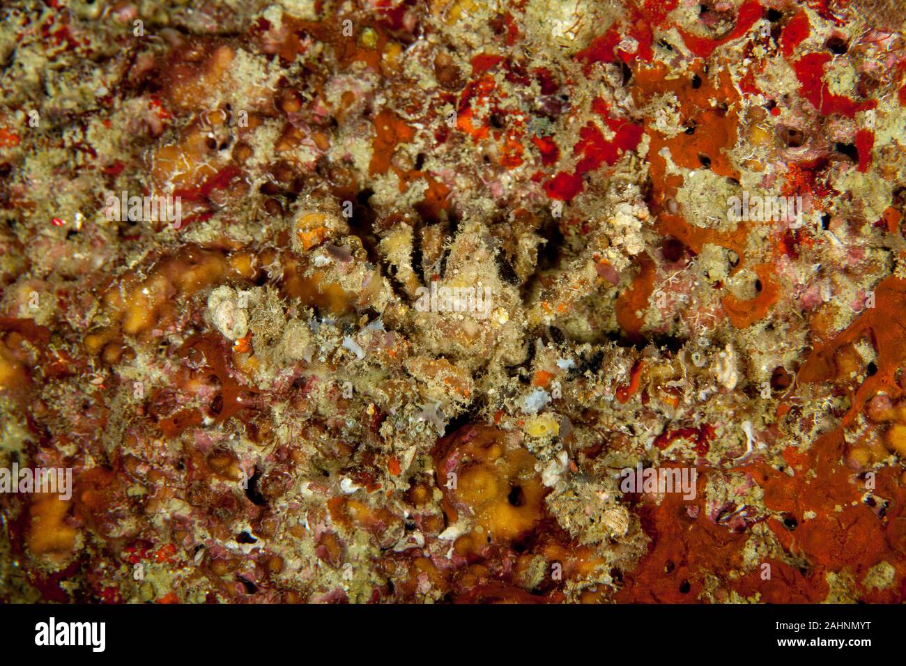 Camposcia retusa, known commonly as the spider decorator crab Stock Photo