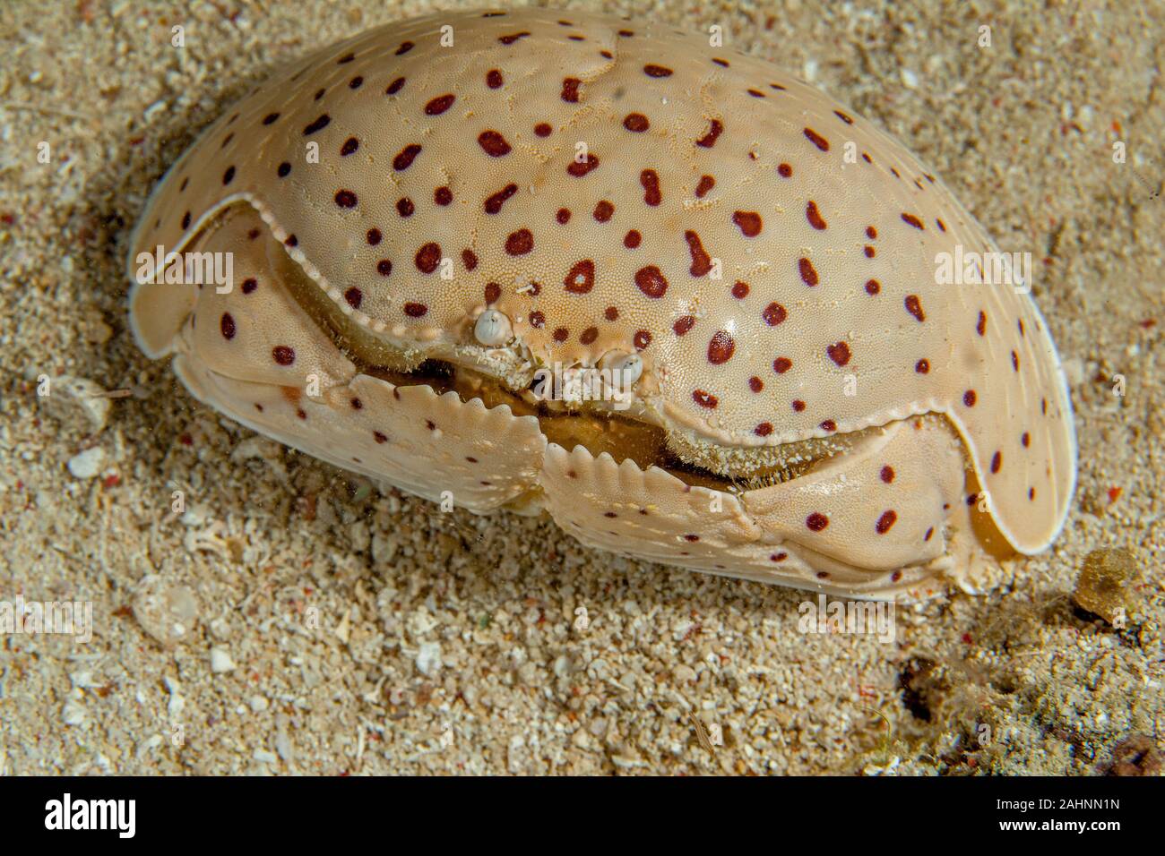 Calappa calappa, also known as the smooth or red-spotted box crab Stock Photo