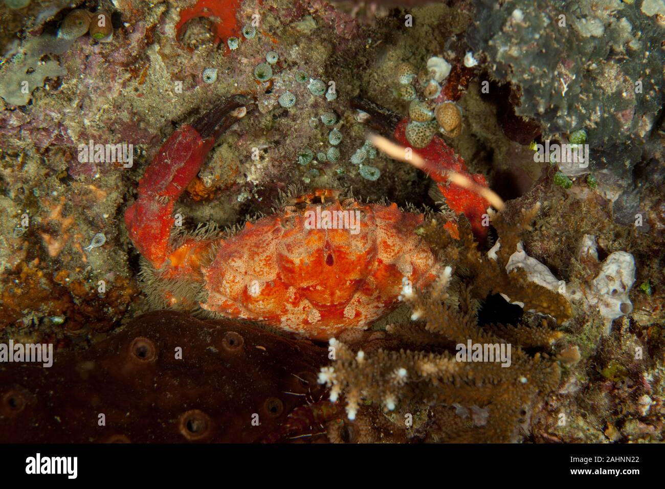 Splendid Round Crab, Etisus splendidus Stock Photo