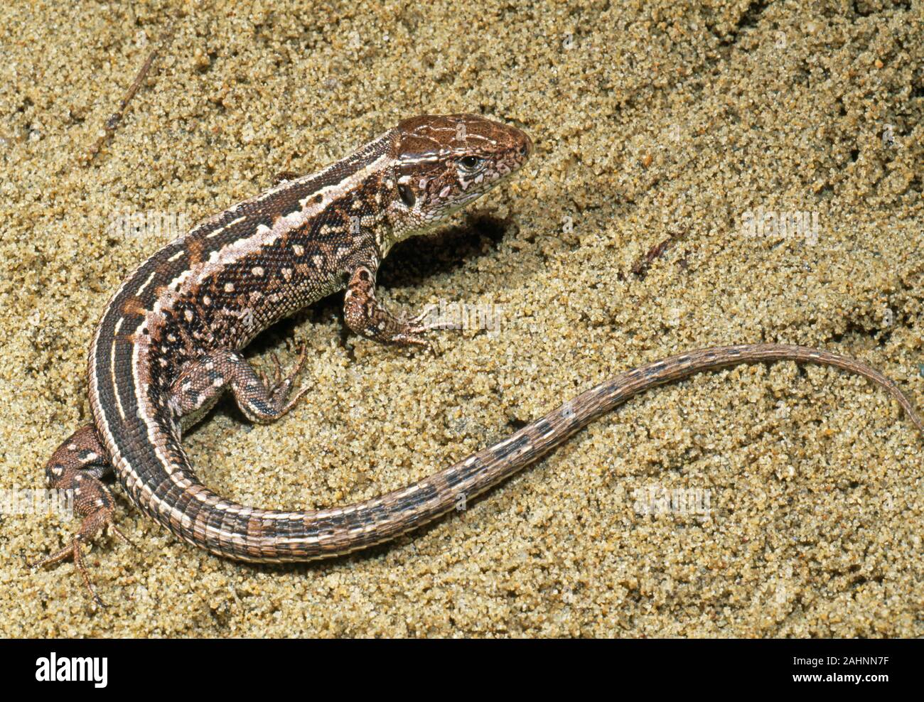 SAND LIZARD adult Lacerta agilis just emerged from hibernation in early